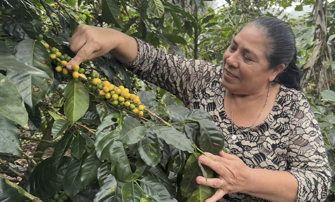 Fruits & Roots Nicaragua Reds
