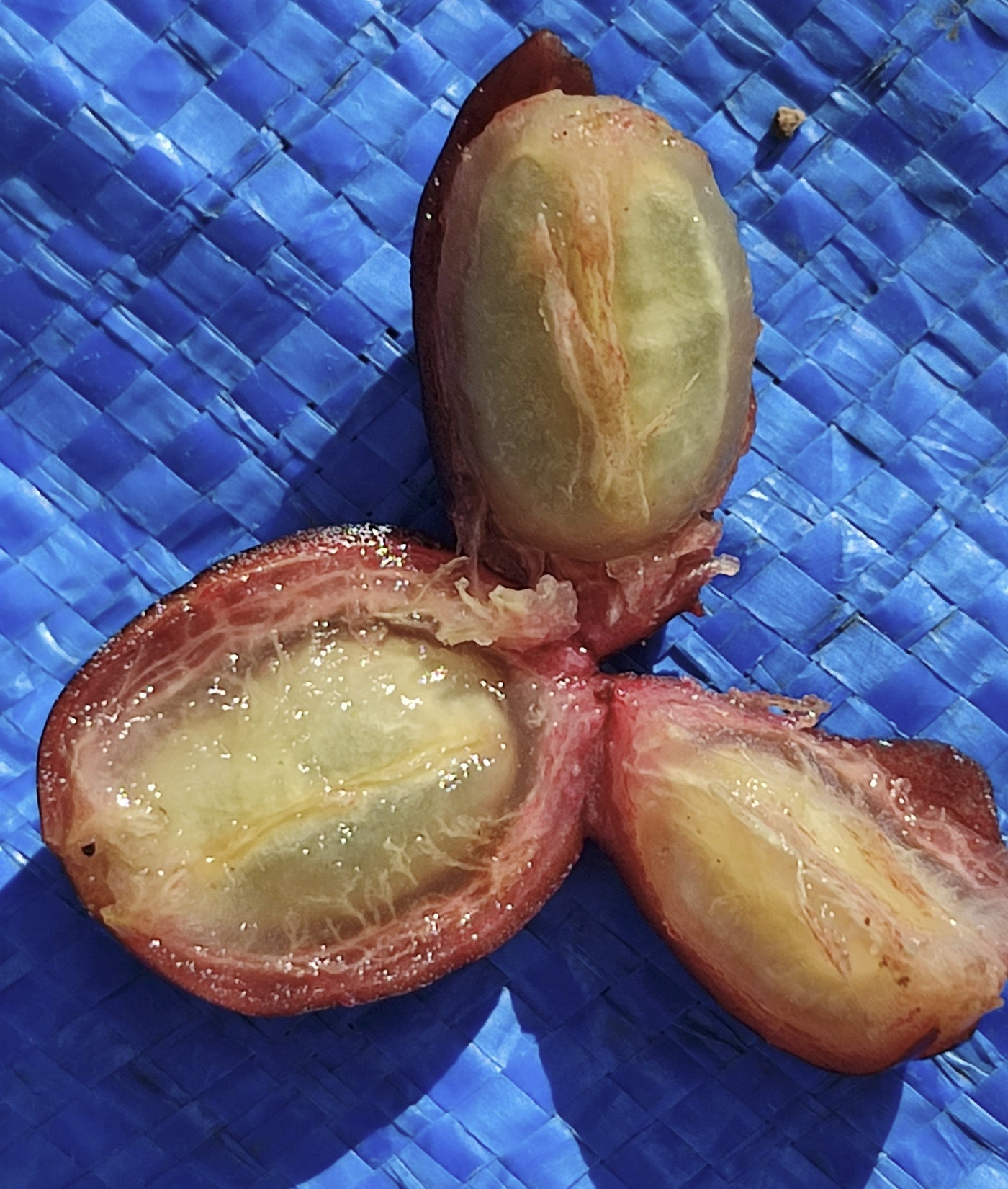 Nicaragua Reds