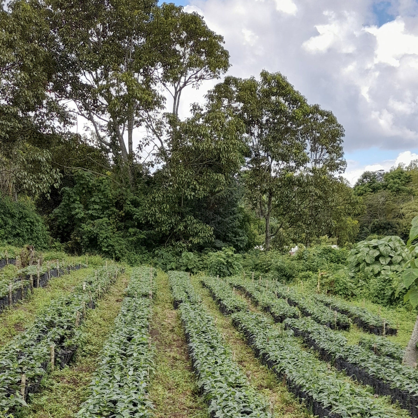 Aerial view of a vegetable field with rows of green plants under a blue sky with clouds.
