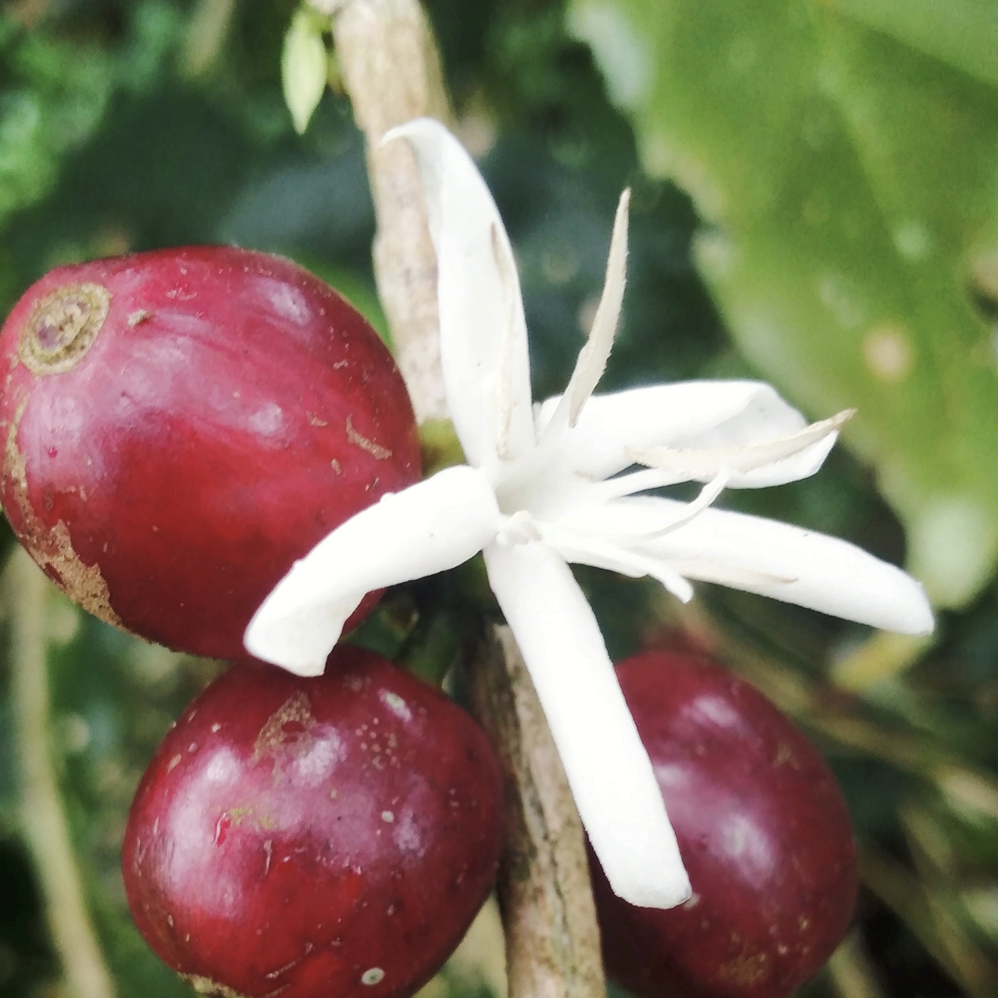 Nicaragua Jasmine Honey – Fruits & Roots Coffee Roasters