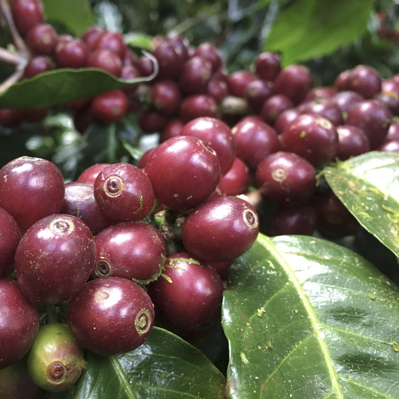 Close-up of red coffee berries on a branch with green leaves.