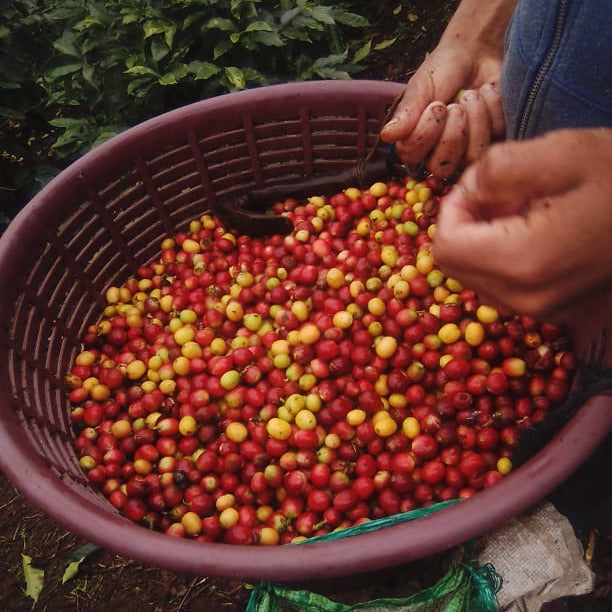 Basket filled with red and yellow coffee cherries, with a person's hands visible.