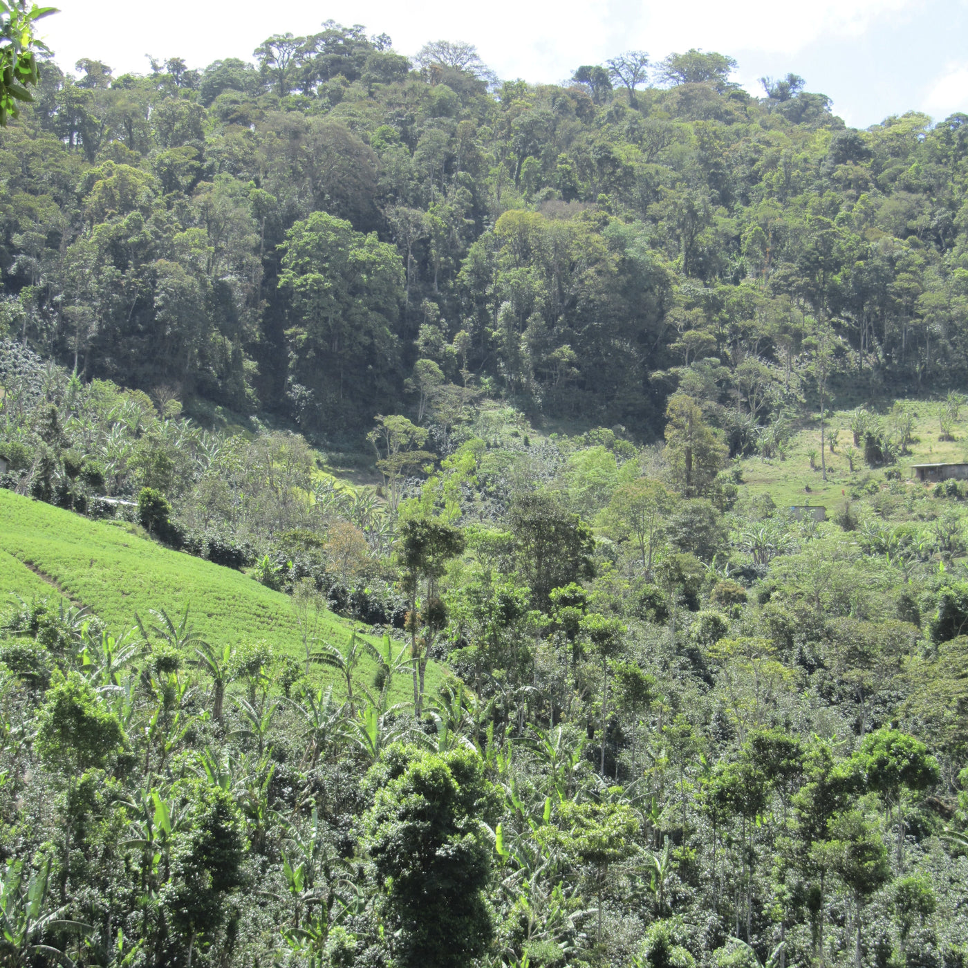 Tropical forest with a mix of trees and shrubs on a hilly landscape.