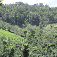 Tropical forest with a mix of trees and shrubs on a hilly landscape.