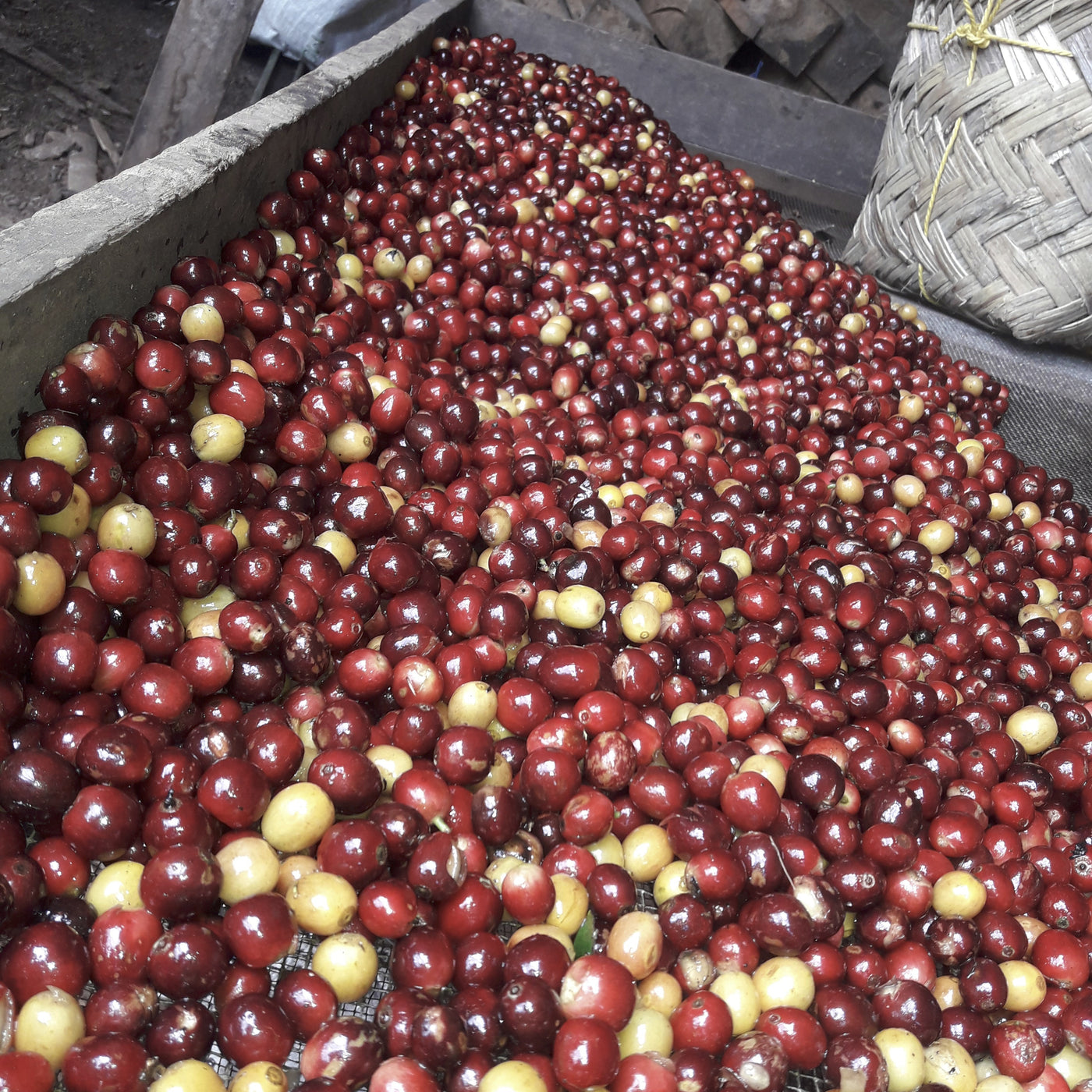Pile of red and yellow coffee cherries on a wooden surface