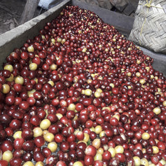 Pile of red and yellow coffee cherries on a wooden surface