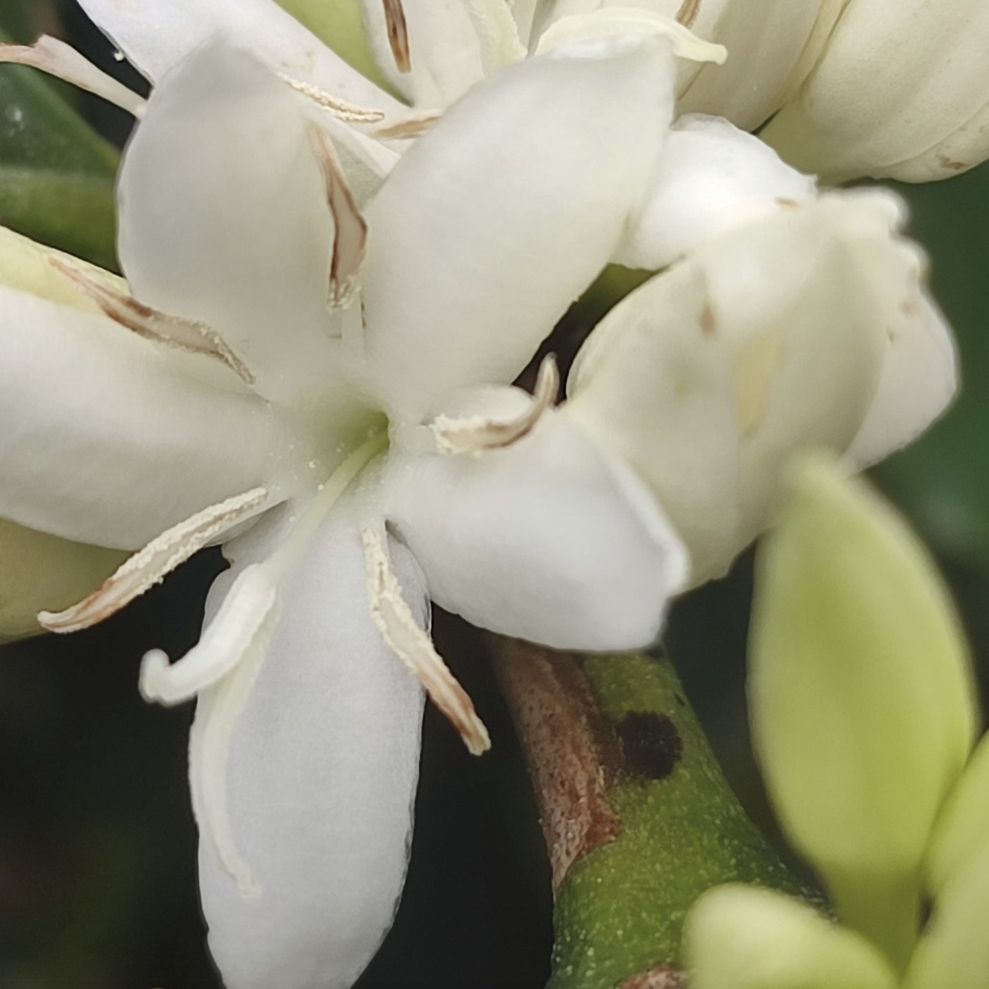 Close-up of a white coffee flower with green leaves
